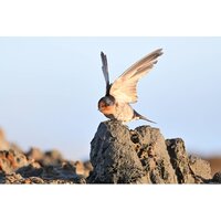 Объектив Nikon NIKKOR Z 800mm f/6.3 VR S - Изображение №26 — Chaika Market