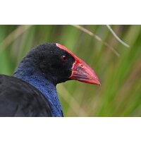 Объектив Nikon NIKKOR Z 800mm f/6.3 VR S - Изображение №24 — Chaika Market