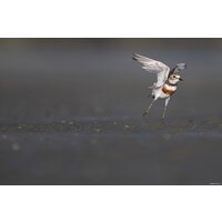 Объектив Nikon NIKKOR Z 800mm f/6.3 VR S - Изображение №32 — Chaika Market