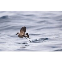 Объектив Nikon NIKKOR Z 800mm f/6.3 VR S - Изображение №31 — Chaika Market