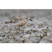 Объектив Nikon NIKKOR Z 800mm f/6.3 VR S - Изображение №21 — Chaika Market