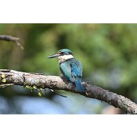 Объектив Nikon NIKKOR Z 800mm f/6.3 VR S - Изображение №28 — Chaika Market