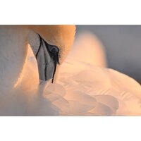 Объектив Nikon NIKKOR Z 800mm f/6.3 VR S - Изображение №27 — Chaika Market