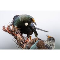 Объектив Nikon NIKKOR Z 800mm f/6.3 VR S - Изображение №29 — Chaika Market