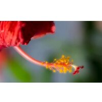 Объектив Lensbaby Velvet 56 для Fuji X - Изображение №6 — Chaika Market