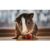 Объектив Lensbaby Velvet 56 для Fuji X - Изображение №7 — Chaika Market