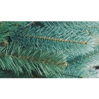 Ель Бифорес Премиум Микс (1.95 м, голубой) - Изображение №2 — Chaika Market