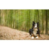 Объектив Lensbaby Velvet 56 для Nikon F - Изображение №9 — Chaika Market