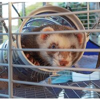 Клетка Ferplast Furet Tower 57063414 - Изображение №4 — Chaika Market