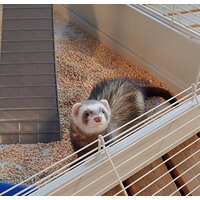 Клетка Ferplast Furet Tower 57063414 - Изображение №9 — Chaika Market