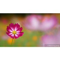 Объектив Sony FE 100mm F2.8 STF GM OSS [SEL100F28GM] - Изображение №9 — Chaika Market