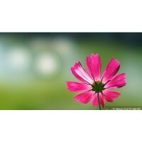 Объектив Sony FE 100mm F2.8 STF GM OSS [SEL100F28GM] - Изображение №8 — Chaika Market