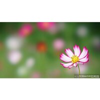 Объектив Sony FE 100mm F2.8 STF GM OSS [SEL100F28GM] - Изображение №7 — Chaika Market