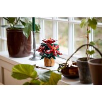 Конструктор LEGO Icons 10370 Пуансеттия - Изображение №6 — Chaika Market