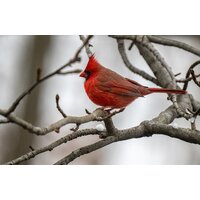 Объектив Tamron 150-500mm F/5-6.7 Di III VC VXD для Fujifilm X - Изображение №8 — Chaika Market