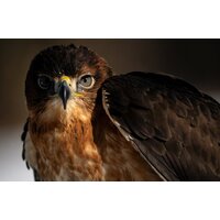 Объектив Tamron 150-500mm F/5-6.7 Di III VC VXD для Fujifilm X - Изображение №11 — Chaika Market