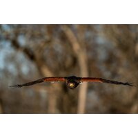 Объектив Tamron 150-500mm F/5-6.7 Di III VC VXD для Fujifilm X - Изображение №4 — Chaika Market