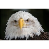 Объектив Tamron 150-500mm F/5-6.7 Di III VC VXD для Fujifilm X - Изображение №3 — Chaika Market