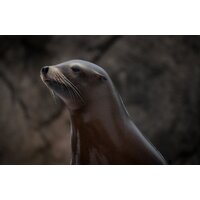 Объектив Tamron 150-500mm F/5-6.7 Di III VC VXD для Fujifilm X - Изображение №7 — Chaika Market