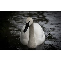 Объектив Tamron 150-500mm F/5-6.7 Di III VC VXD для Fujifilm X - Изображение №6 — Chaika Market