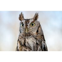 Объектив Tamron 150-500mm F/5-6.7 Di III VC VXD для Fujifilm X - Изображение №9 — Chaika Market