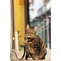 Объектив Panasonic Lumix S 28-200mm F/4-7.1 Macro O.I.S. - Изображение №19 — Chaika Market