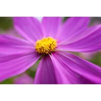 Объектив Panasonic Lumix S 28-200mm F/4-7.1 Macro O.I.S. - Изображение №10 — Chaika Market