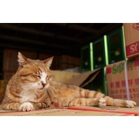 Объектив Panasonic Lumix S 28-200mm F/4-7.1 Macro O.I.S. - Изображение №18 — Chaika Market