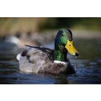 Беззеркальный фотоаппарат Nikon Z50 II Double Kit 16-50mm VR + 50-250mm VR - Изображение №36 — Chaika Market