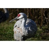 Беззеркальный фотоаппарат Nikon Z50 II Double Kit 16-50mm VR + 50-250mm VR - Изображение №35 — Chaika Market