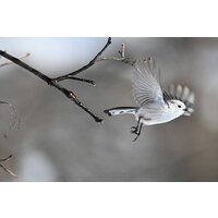 Беззеркальный фотоаппарат Nikon Z6 III Kit 24-120mm f/4 S - Изображение №25 — Chaika Market