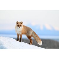 Беззеркальный фотоаппарат Nikon Z6 III Kit 24-120mm f/4 S - Изображение №26 — Chaika Market