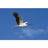 Беззеркальный фотоаппарат Nikon Z6 III Kit 24-120mm f/4 S - Изображение №29 — Chaika Market