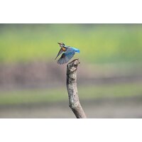 Беззеркальный фотоаппарат Nikon Z6 III Kit 24-120mm f/4 S - Изображение №28 — Chaika Market